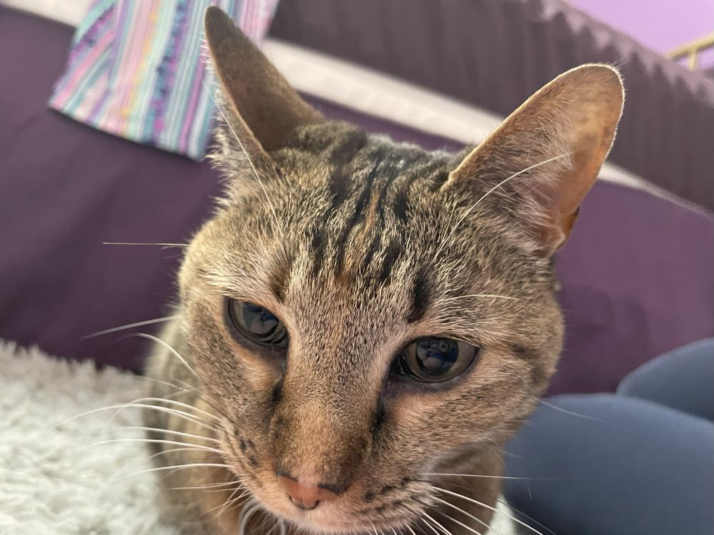 OP's cat, Poppy, a shorthair tabby tortoiseshell with green eyes. She is loafing on a fluffy rug, looking below the phone camera. Her pupils are unusually dilated for being in a fully-lit room.