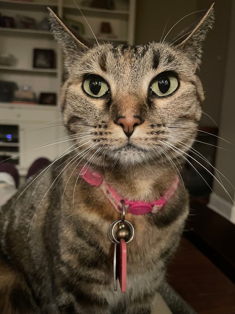 OP's cat, Poppy, is sitting on OP's lap in a reclining chair. She's looking just slightly off-center of the camera, and her expression is fairly neutral. Her ears are turned back a little, signaling that she is growing bored of cuddling.