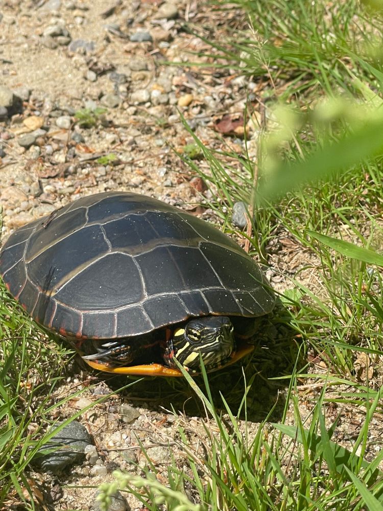 Black turtle with yellow markings