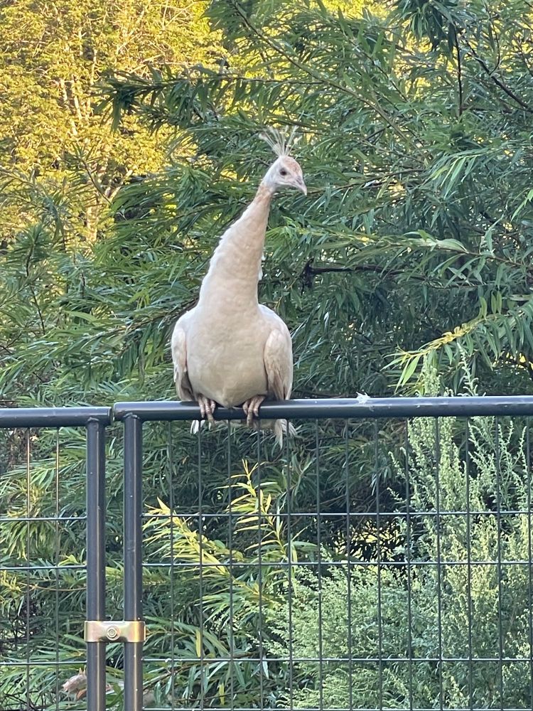 White peahen high on a railing backed by lush pussywillow greenery.