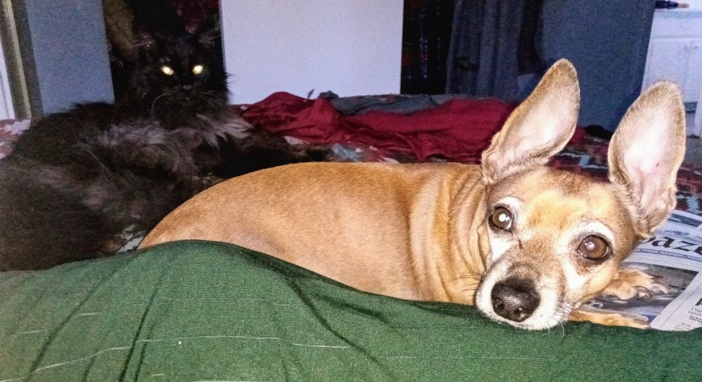 Fawn colored Chihuahua with gigantic ears laying in the foreground on a bed. His head is resting on a leg wearing shiny green pants. Black and brown long haired cat lounging in the background. They are waiting for their night time meal.