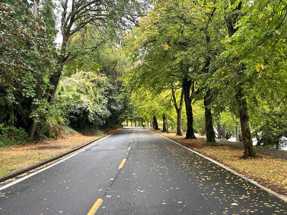 Someone biking under a tree canopy on LWB. 