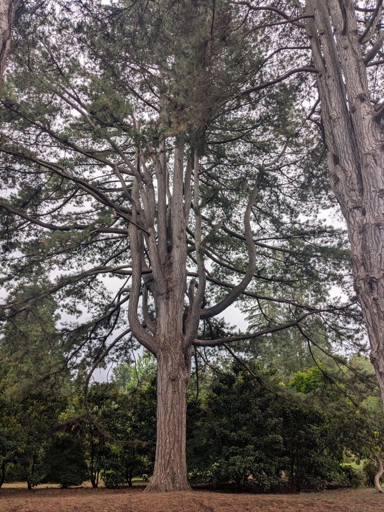 A big big tree that when you look from afar you see how massive and intricate it is. Up away the branches separate to many directions giving a big evergreen view
