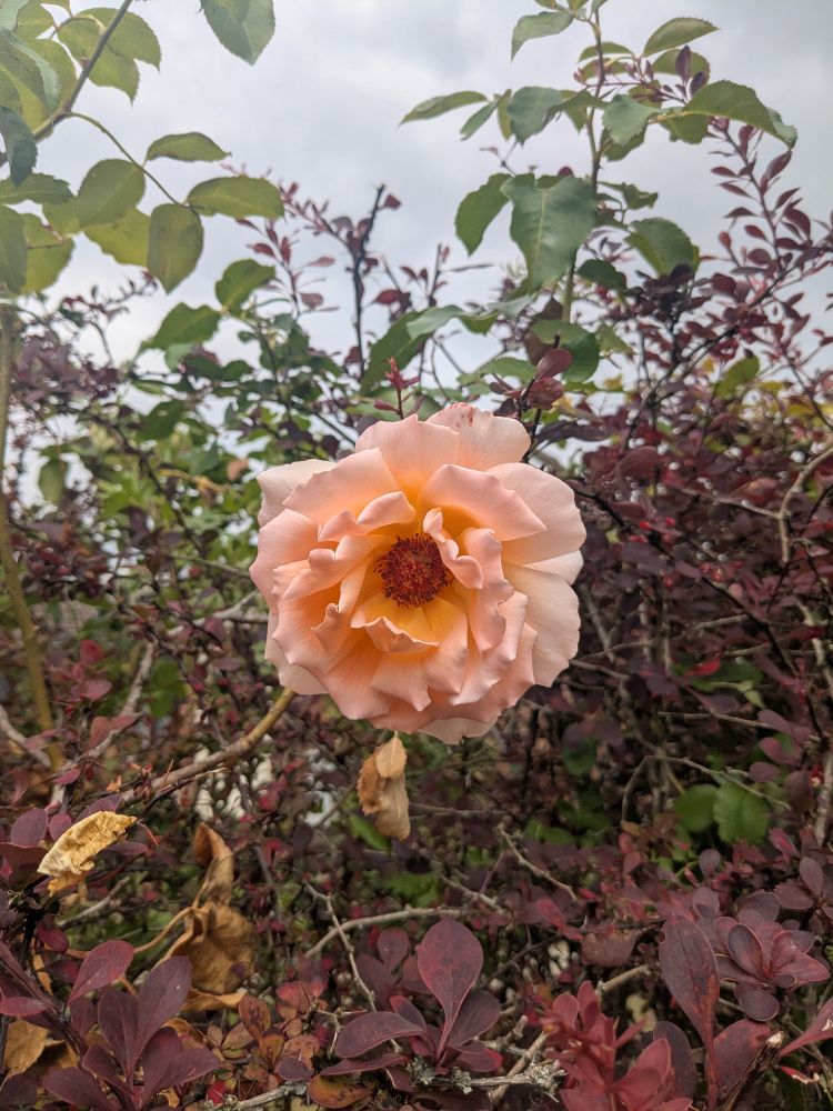 A peach coloured perfect rose blooms in the middle of brown leaves at the bottom and green in the background (peeking from a bush)