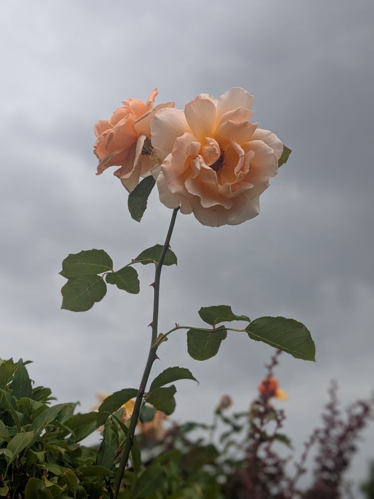 Two peach colour rose blooms up against a gray-blue sky