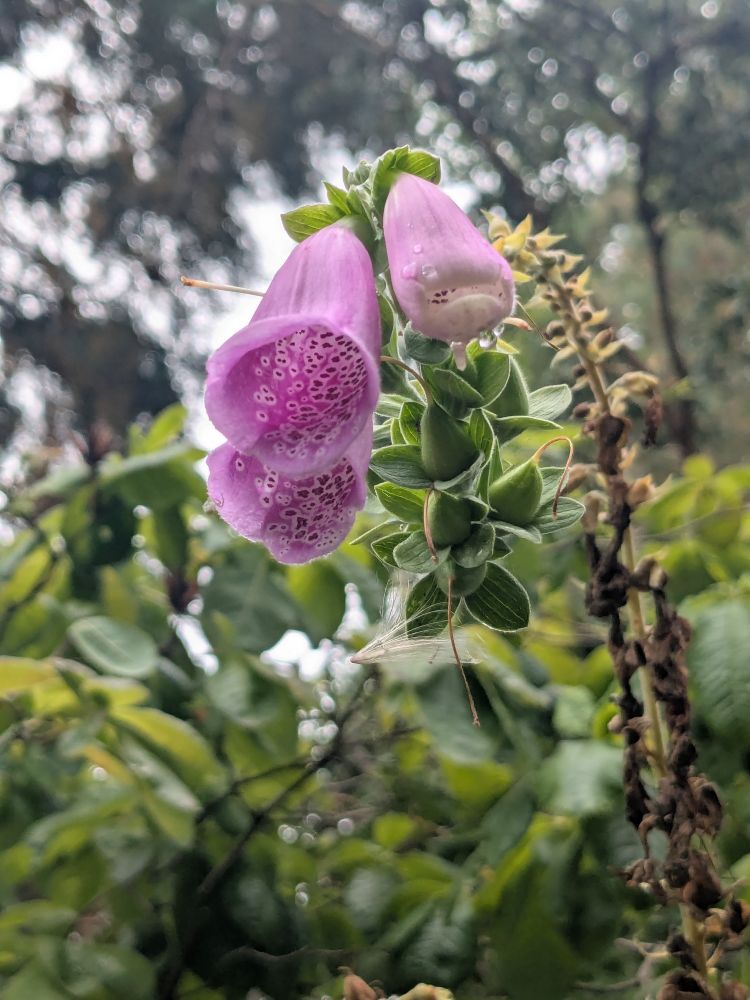 A small purple cone flower amidst a green climbing bush. When you look inside there are delicate brown spots