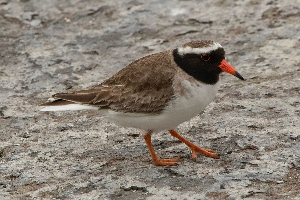 Little round bird walking on the sand. Its head is black, sharply separated from its body that is white on the breast and brown on the back, and on the top of its head is a brown circle lined with white, making it look like it’s wearing a suit and a little hat! Short, but not very short, orange beak, and orange legs that lift it slightly off the ground. Photo is by James Russell, October 2020, Rangatira Island, Chatham Islands, from nzbirdsonline.org.nz