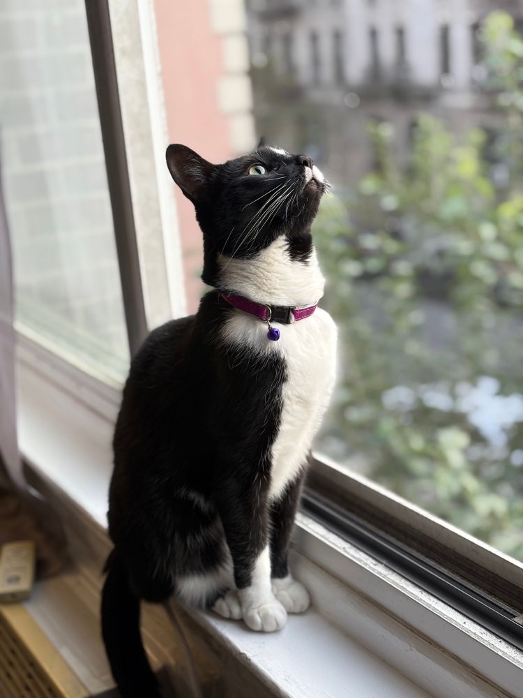 A black and white cat with a purple collar sits on a windowsill, gazing upwards. The background shows blurred greenery and urban buildings.