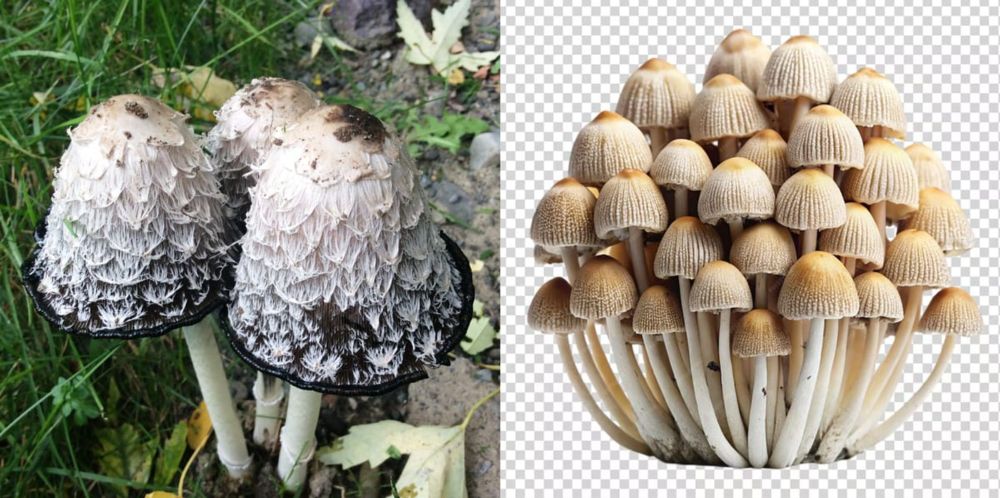 Google's AI Mushrooms Could Have 'Devastating Consequences'