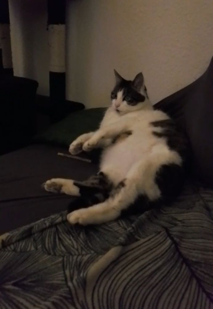 Man sieht Paul, den Kater von wirecard Typ, auf dem Sofa liegen und scheinbar Richtung Fernseher gucken. Aufgrund des Winkels und wie er liegt sieht es aus als wäre er kugelrund 