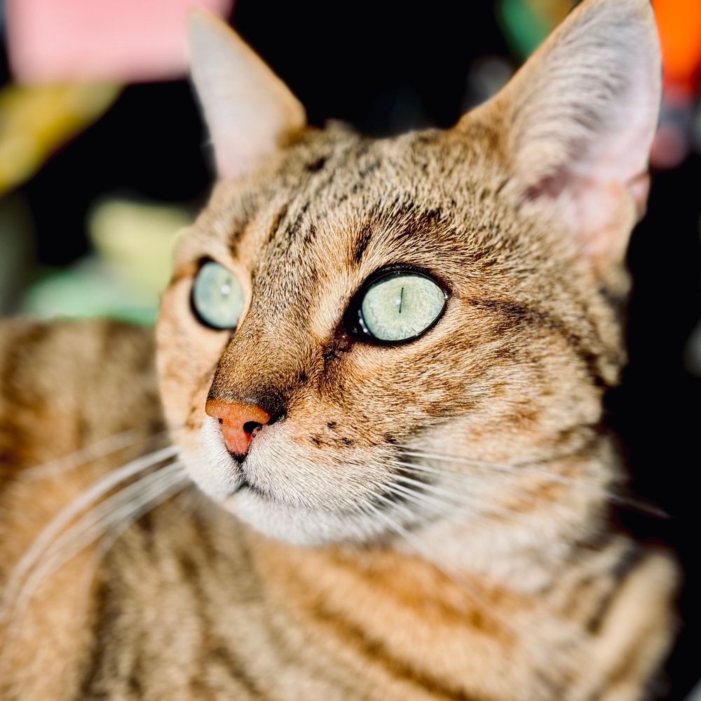 Olli die kleine Bengalmix Katze als Nahaufnahme in der Sonne. Türkisfarbene Augen, weißliche Schnute, beige mit dunklen Streifen