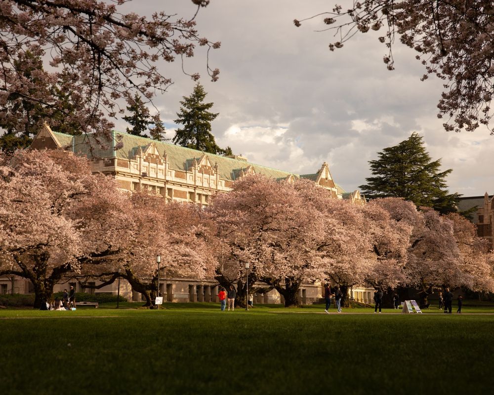 Cherry blossoms in the University of Washington Quad