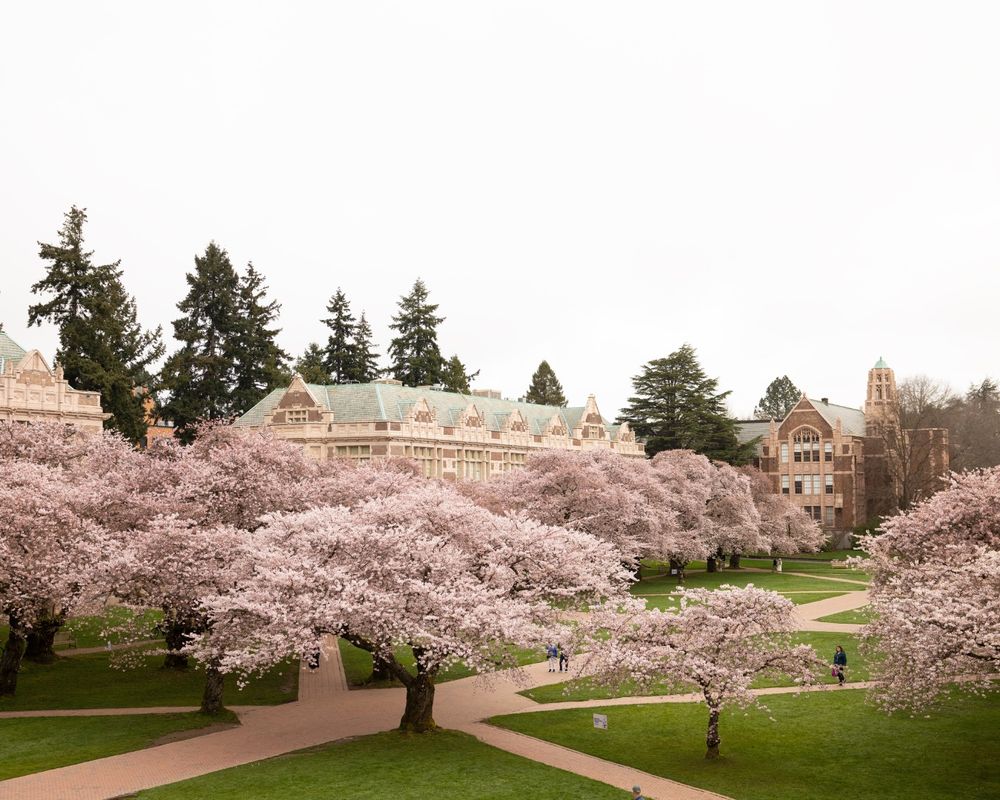 Cherry blossoms in the University of Washington Quad