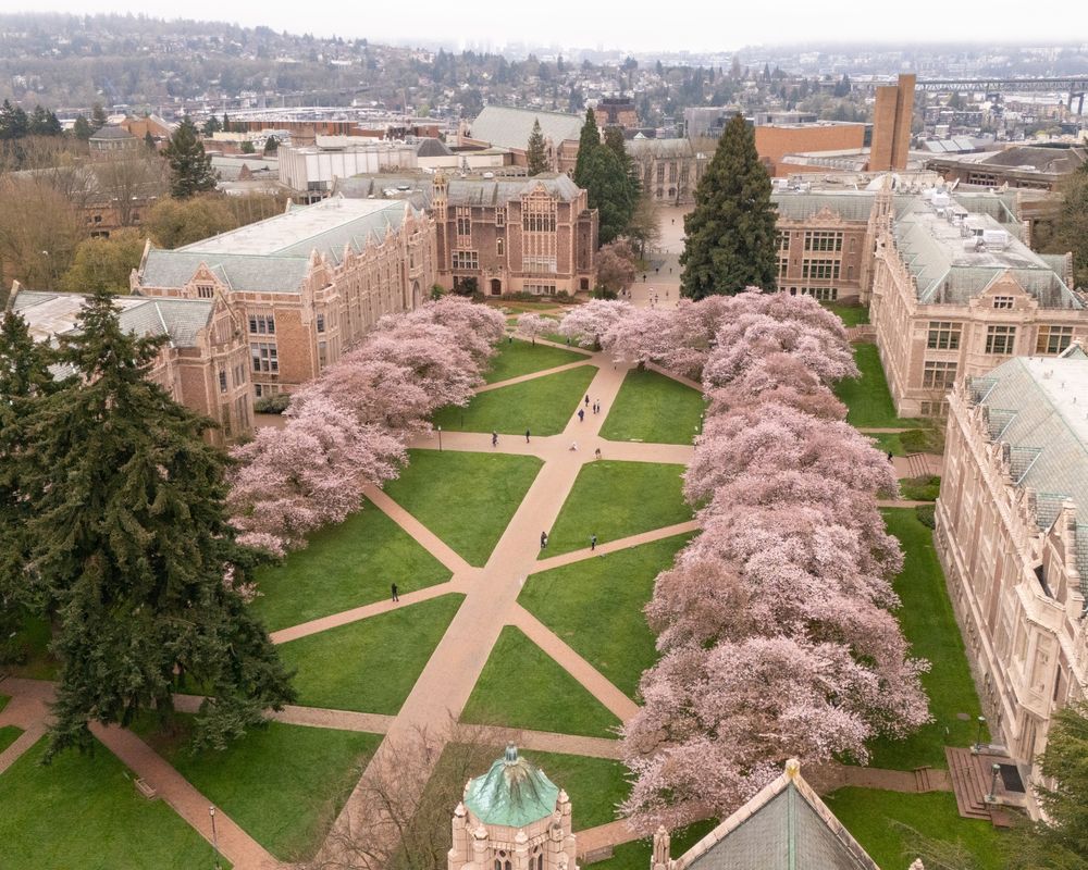Cherry blossoms in the University of Washington Quad