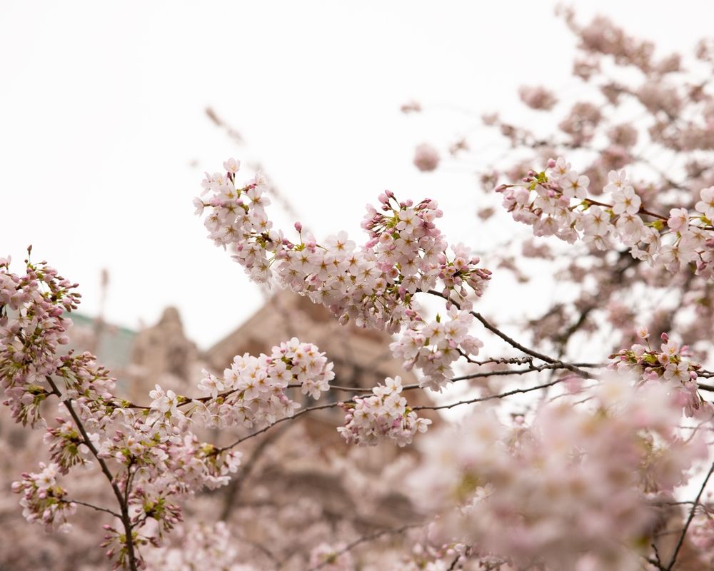 Cherry blossoms in the University of Washington Quad
