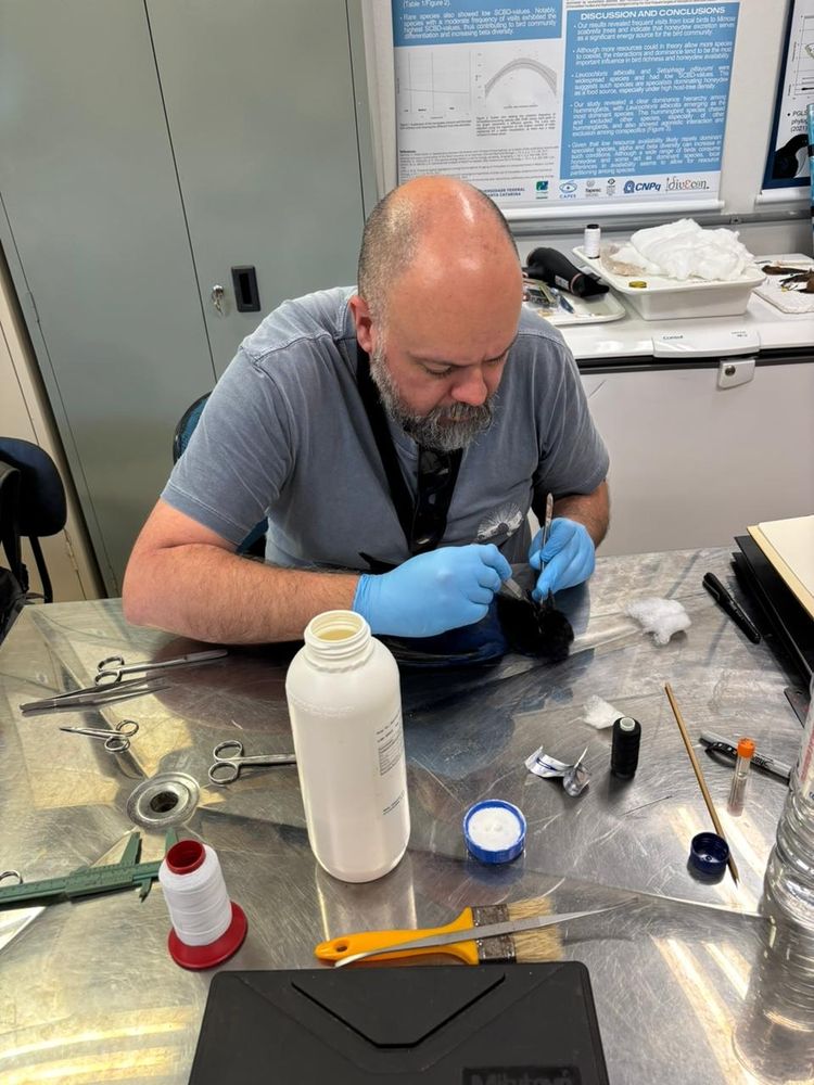 sequência de fotos mostrando um careca gordola de barba grisalha taxisermizando uma gralha-azul