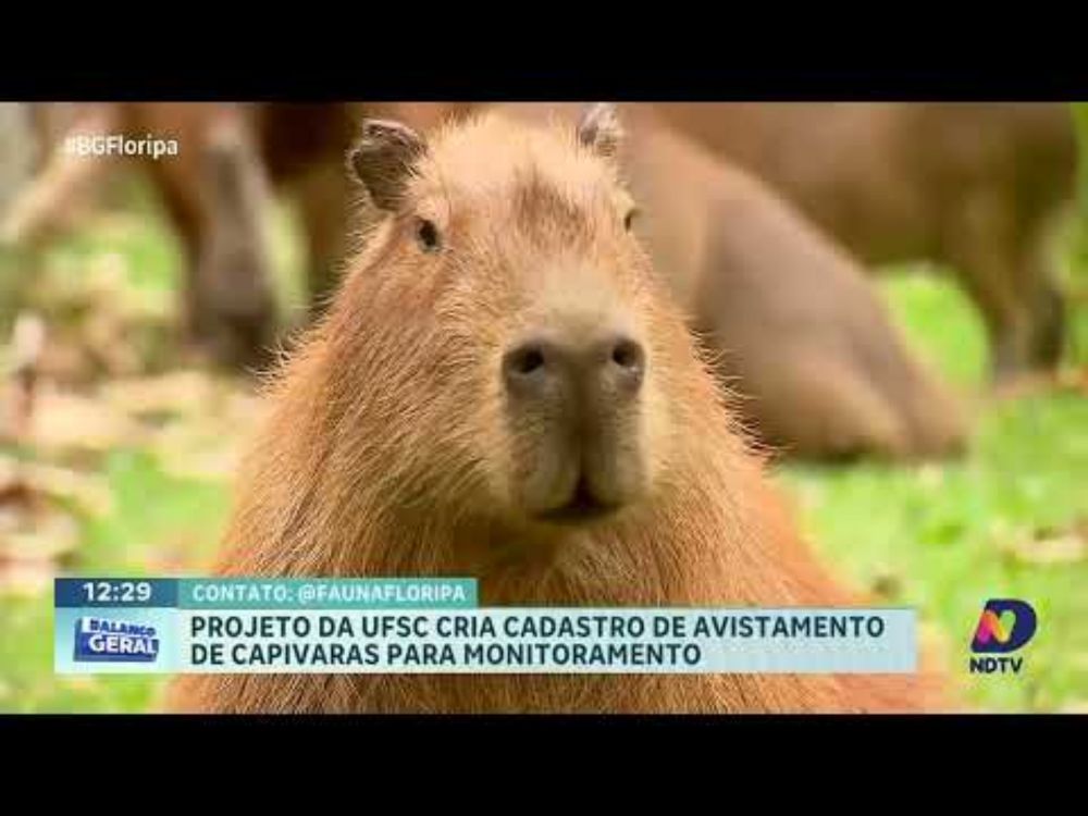 UFSC lança projeto para mapear avistamentos de capivaras em Florianópolis