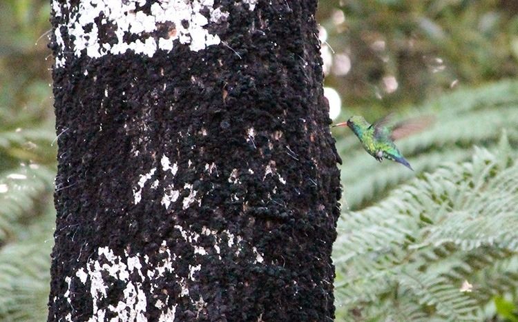 Ele tem cerca de 10 centímetros, penas brancas e esverdeadas e, segundo registros do WikiAves, alimenta-se do néctar de flores e de insetos. Mas não só: uma pesquisa desenvolvida na Universidade Feder...