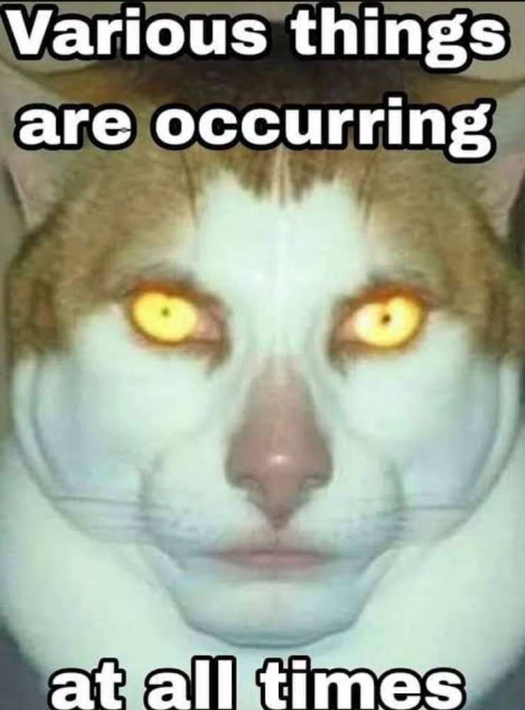 a meme image of a cat's face that looks oddly human with the text "various things are occuring at All times'