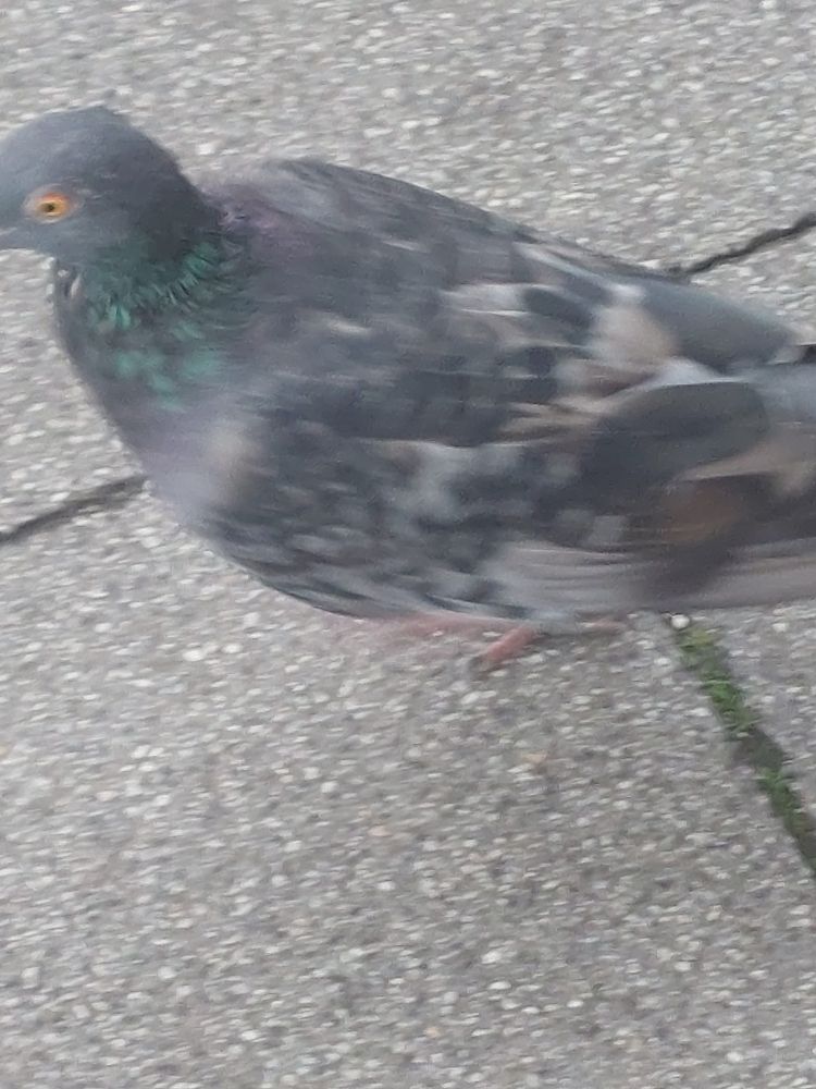 pigeon
