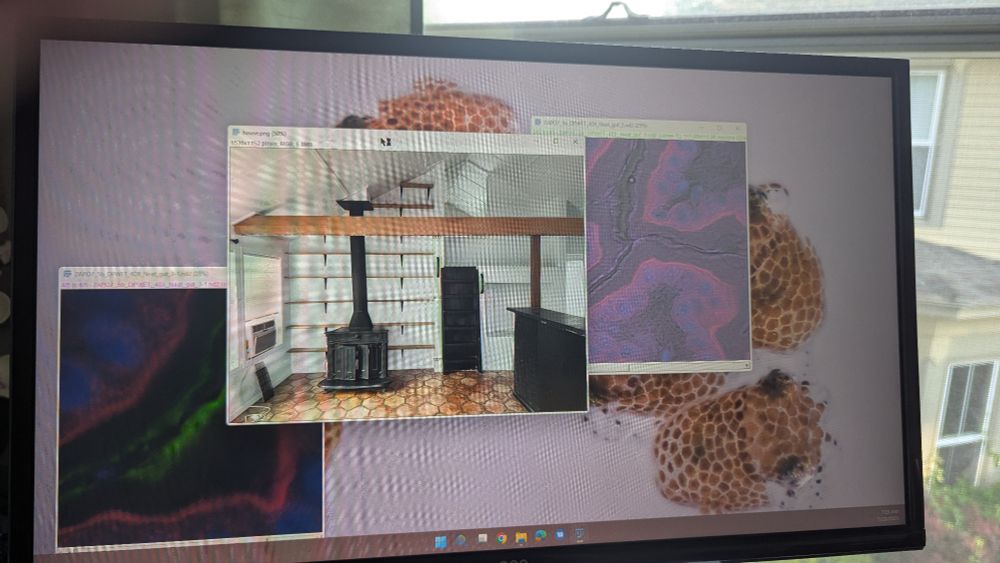 A computer screen with a few windows open. A couple windows are of microscopy images, but another is of an apartment 