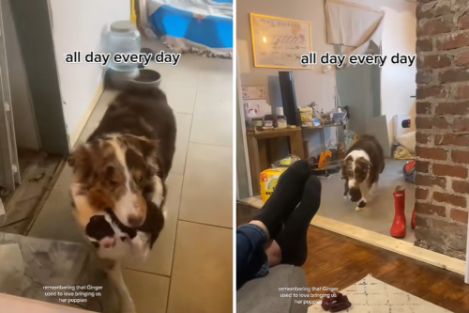 Woman not prepared for what mama dog did with her puppies: "Put him down"