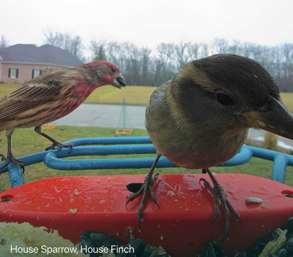 House Finch, left, and House Sparrow, foreground, right
