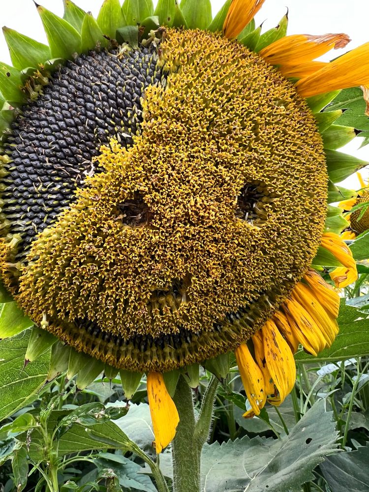 The sunflower, withered, its face holding a false smile. Only a few yellow petals remain. 