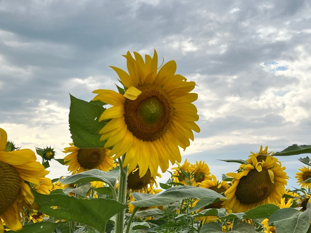 The alert flower sees something. We zoom in. 