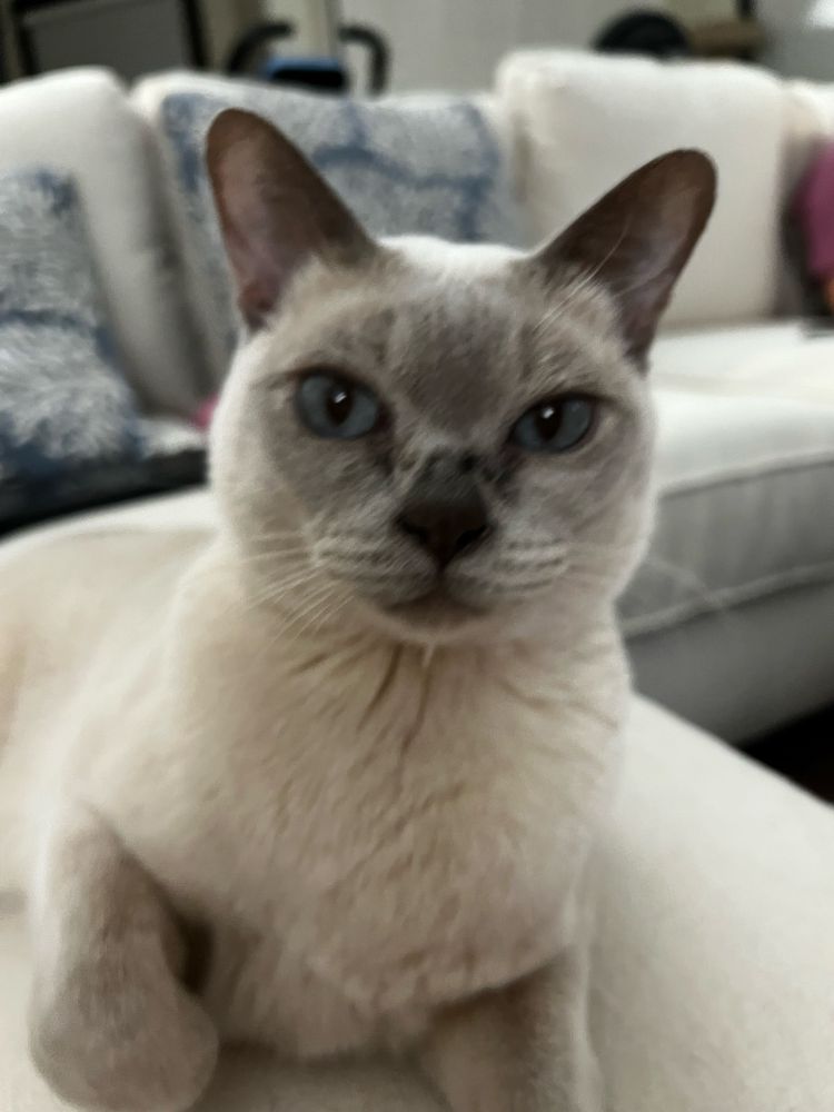 Samwise, a Tonkinese cat with cream and grey coloring to match the couch, looks directly into the camera. 