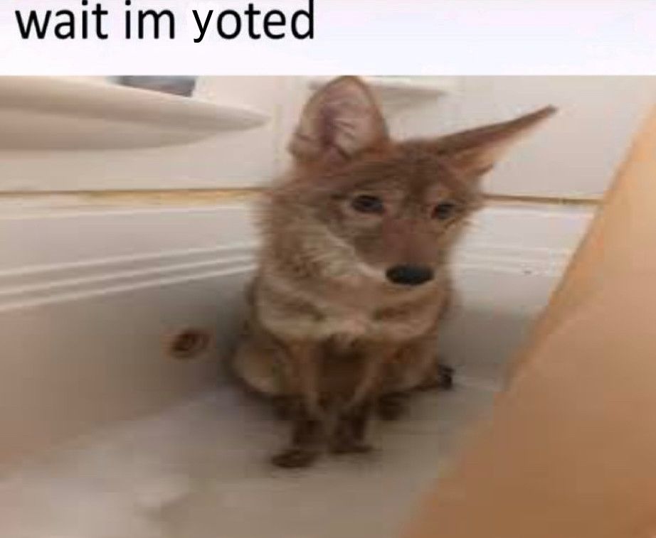 An image of a coyote in a bathtub with a caption above it.
"wait im yoted"
