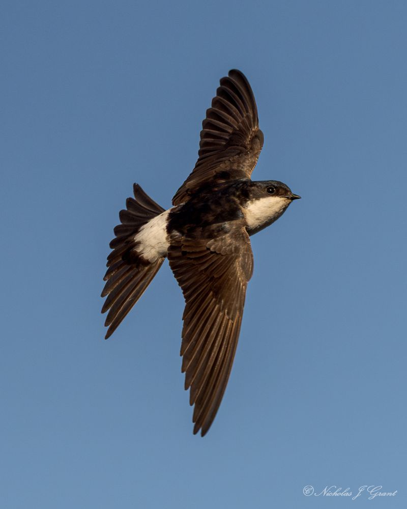 A house martin darts through the air with the sun in its face, not the money shot with it catching a fly, but maybe next time.