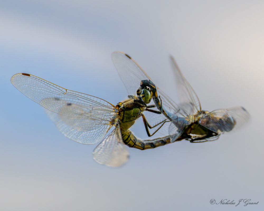 That's one way to do it! A close-up photo of two broadbodied dragonfly mating during flight