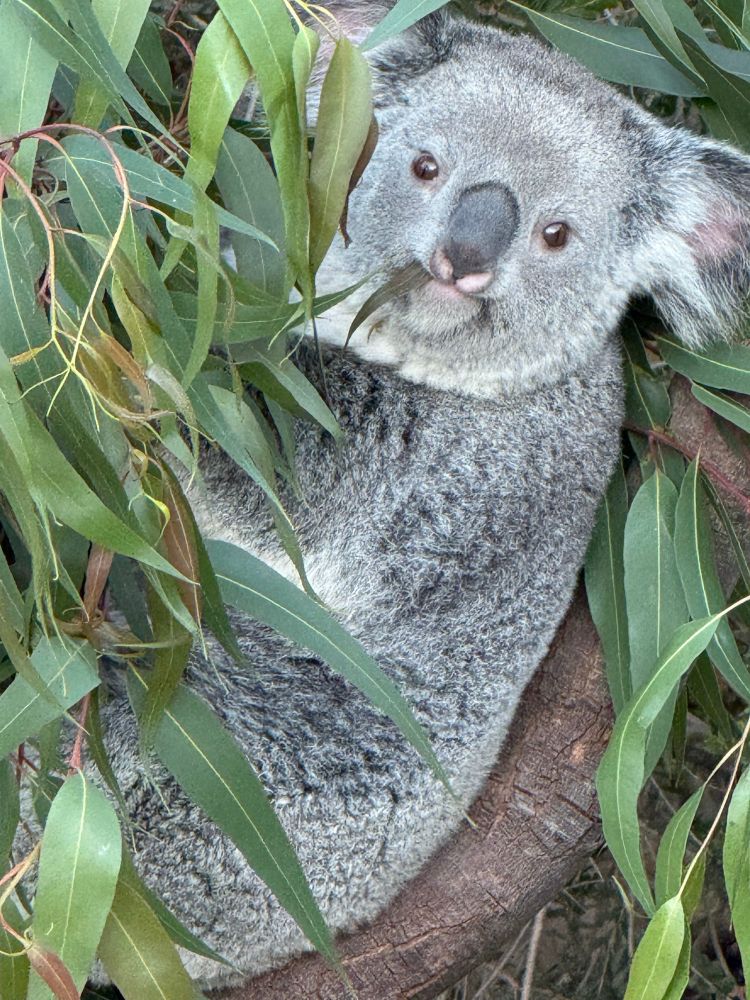 Koala bear chomps on Eucalyptus leaves at San Diego Zoo.