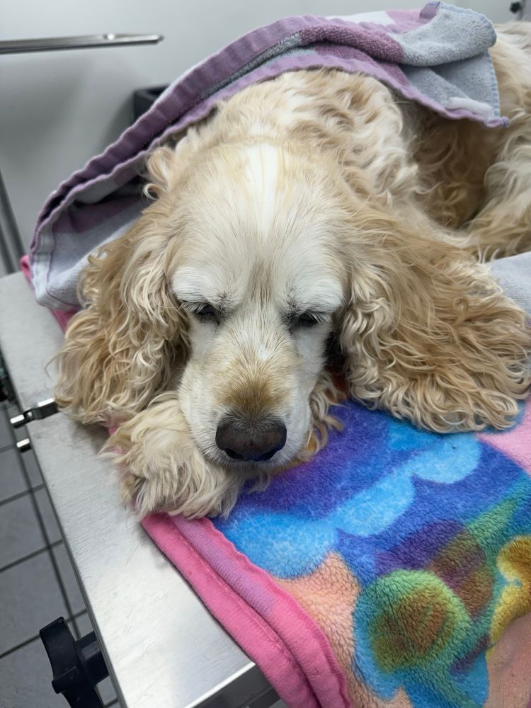 Cocker Spaniel Harry on his last day. June 5, 2025. 
