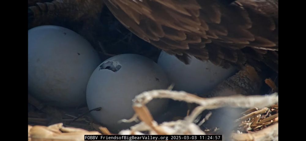 another view of pips