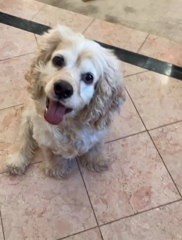 Harry the Cocker Spaniel