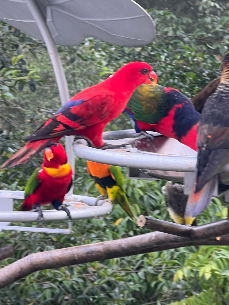 various Lories and Lorikeets at Singapore Bird Park