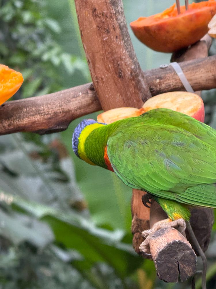 Rainbow Lorikeet in Hong Kong Park eating fruit. 🍎 