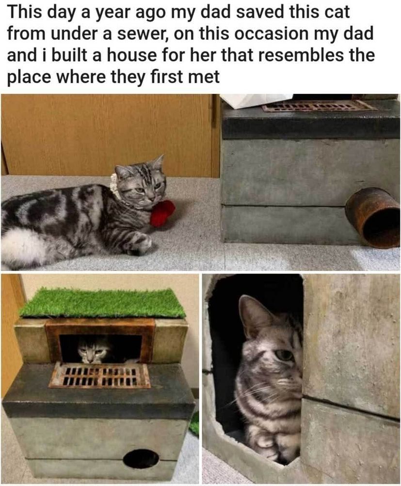Photos of an indoor cat hiding in a perfectly recreated set of a sewage drain. The caption reads "This day a year ago my dad saved this cat from under a sewer, on this occasion my dad and I built a house for her that resembles the place where they first met." 