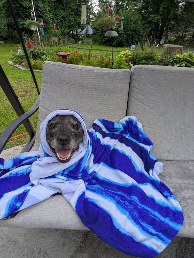 Dog wrapped up in a towel
