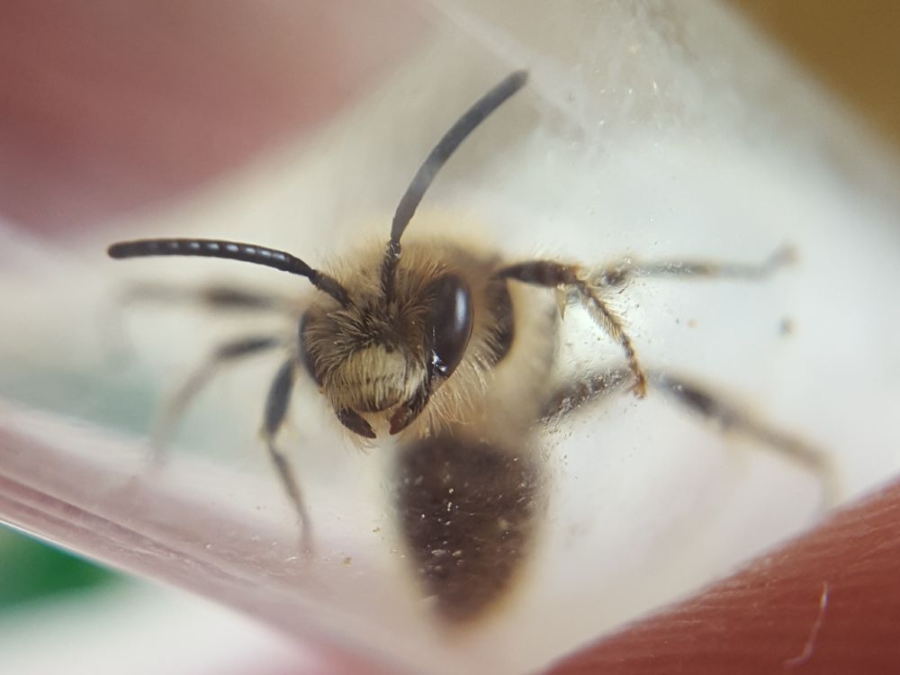 Andrena humilis, Cat's-ear Mining Bee.