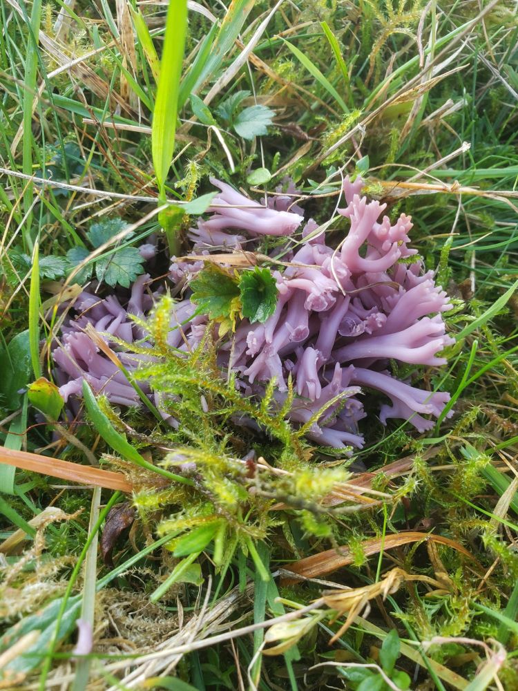 Clavaria zollingeri (Violet Coral). An irregular mass of branching, pale purple stems, growing amongst grass and moss.