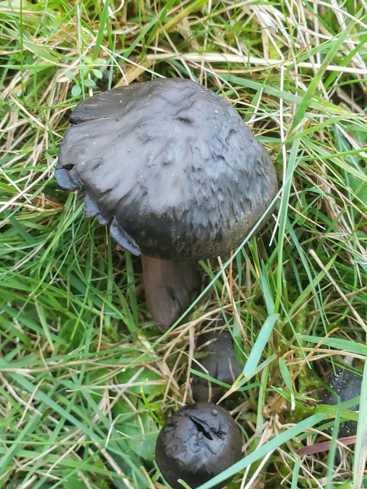 Neohygrocybe ovina (Blushing Waxcap). A group of small, dark mushrooms growing amongst grass.
