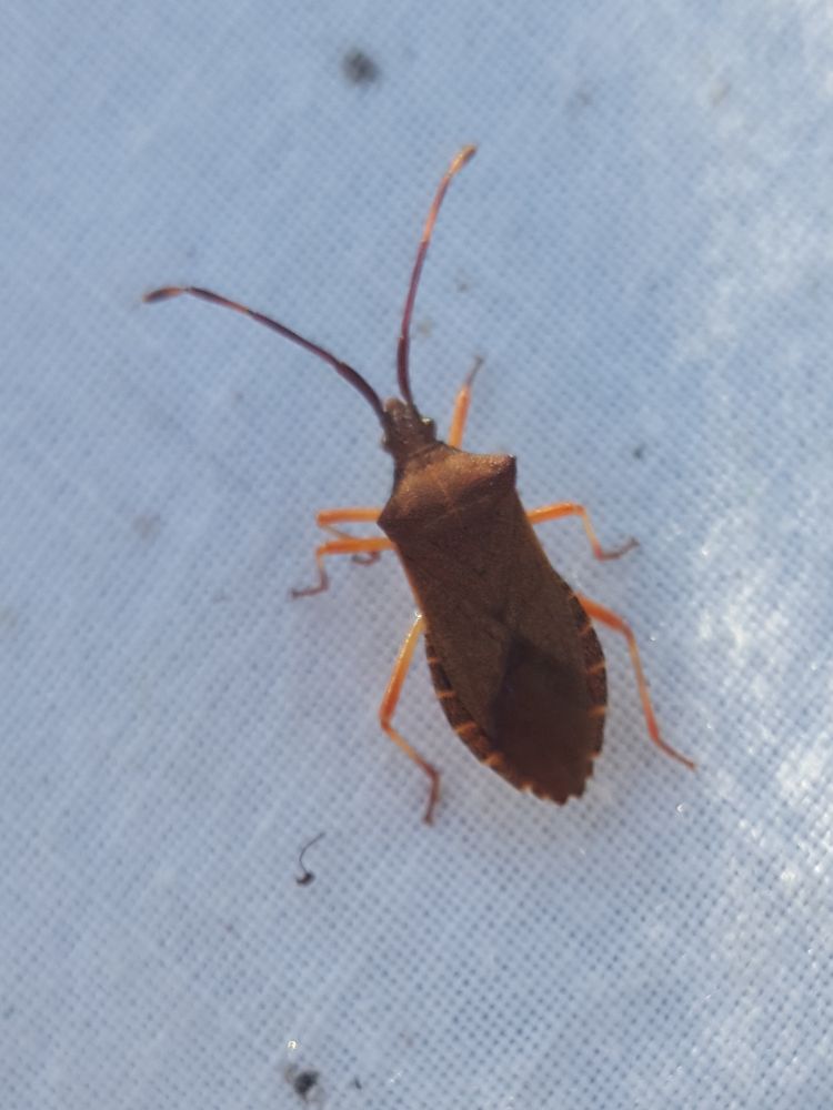 A large, brown bug with long antennae and pointed 'shoulders to the pronotum.
