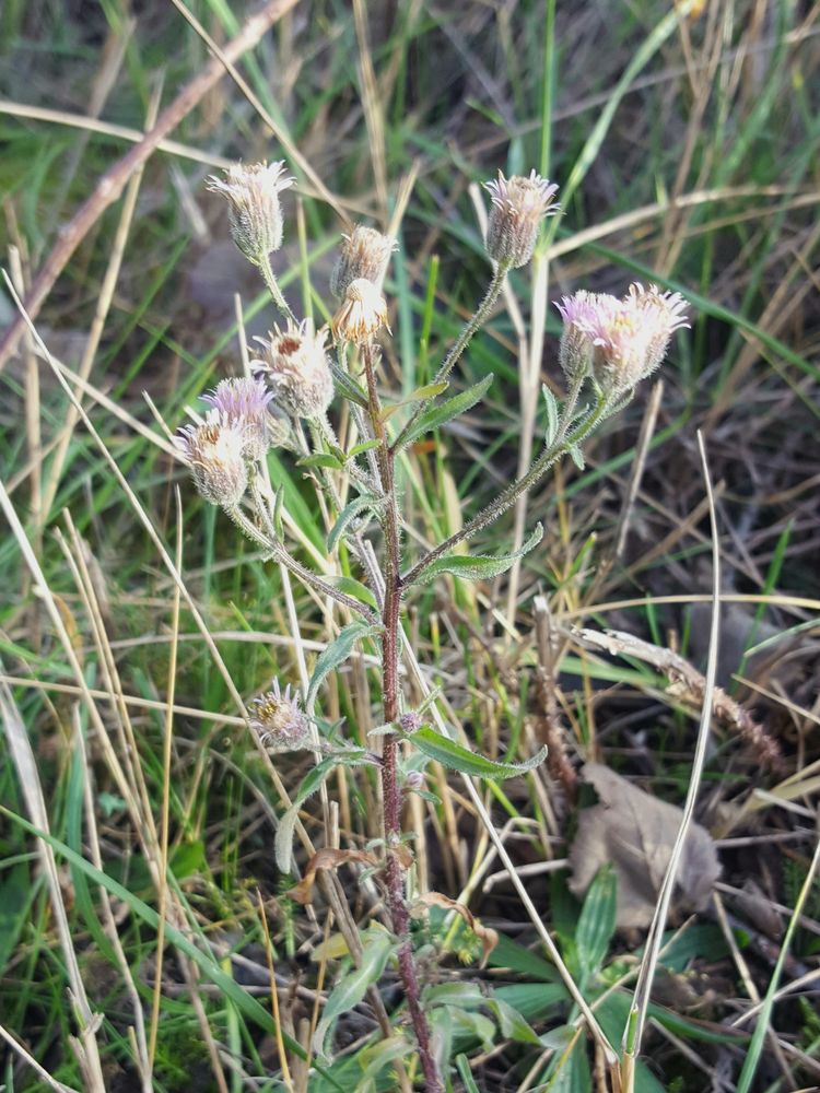 Pale blue flowers of Blue Fleabane against a background of grasses.