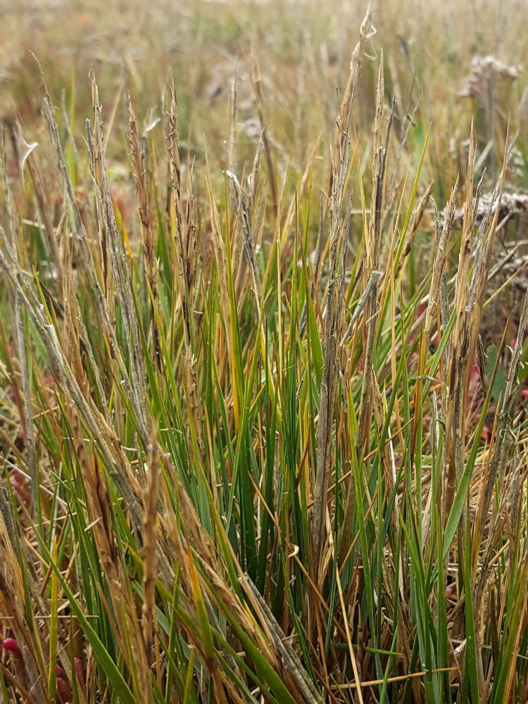 Spartan maritima - smaller and more slender than Spartina anglica. 