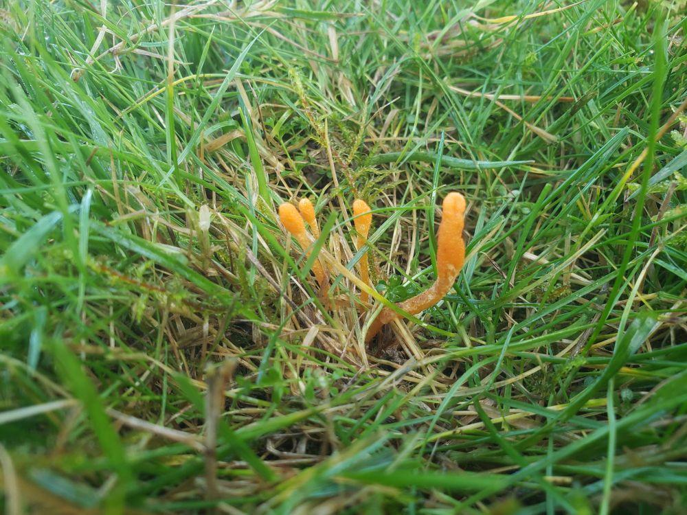 Cordyceps militaris (Scarlet Caterpillarclub). A bunch of small, club-shaped, orange stalks growing amongst short grass.