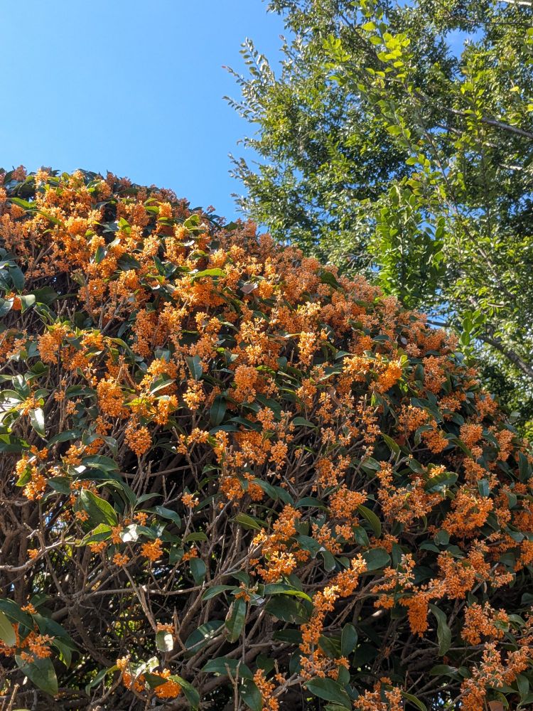 満開の金木犀のオレンジ色の花、後ろに木と青空