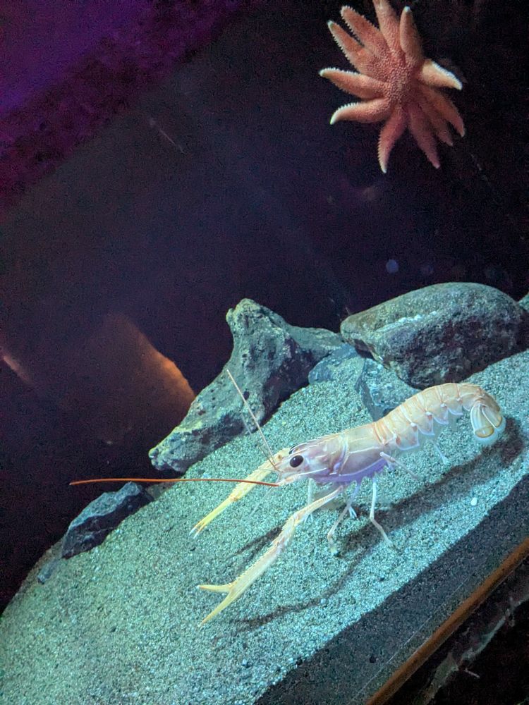 白いエビ、ピンク色のヒトデ